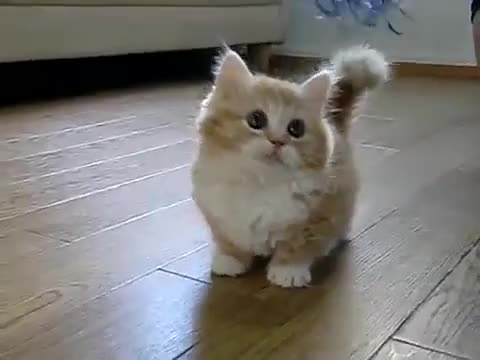 Много сладко Котенце :**