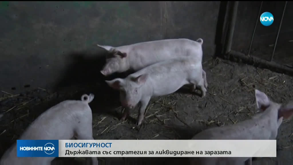 Държавата си постави срок за овладяване на чумата по свинете