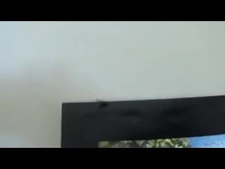 Когато в къщи имаш жива мухобойка !