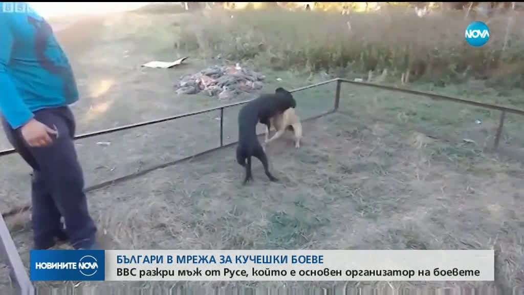 Българи в мрежа за кучешки боеве