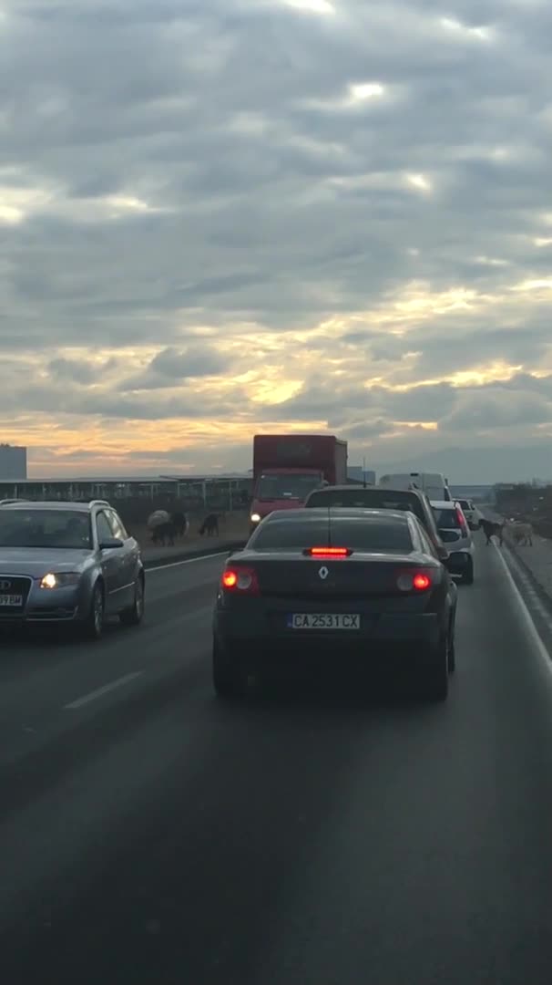 Животни по пътя към летището