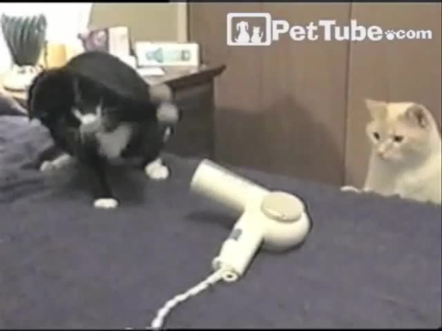 Котка Срещу Сешоар! Много Смях!