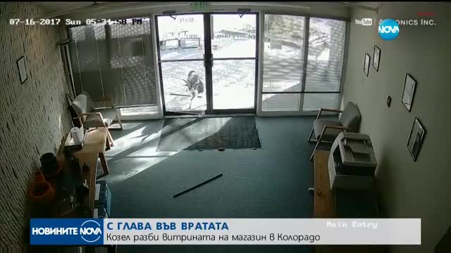 НА ПАЗАР С РОГАТА НАПРЕД: Коза се опитва да влезе в магазин