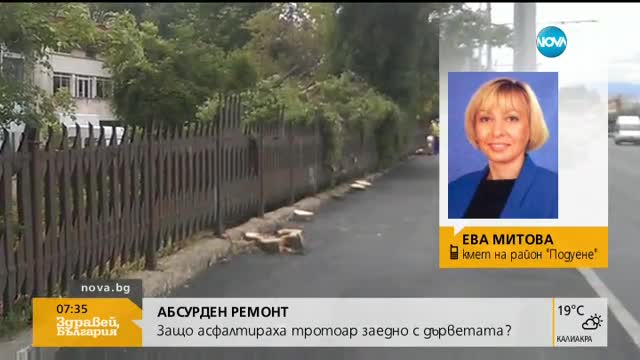 Районен кмет: Асфалтираните дървета е трябвало да се премахнат