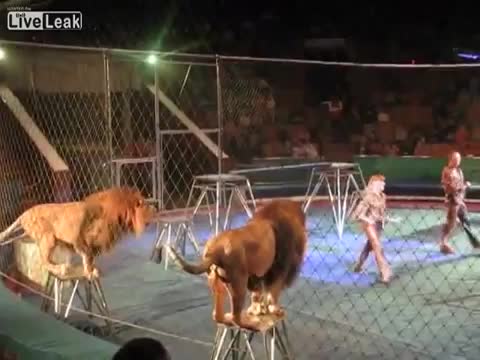 Лъв атакува дресьора си по време на цирково представление !!!