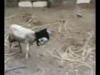 Овца Терорист Тормози Своите Сестрици