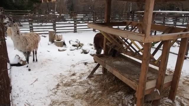 Във варненския зоопарк се родиха 3 бебета камерунски козлета
