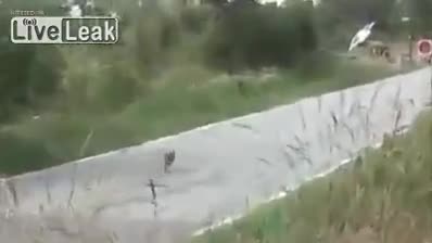 Заек гони- рали автомобил