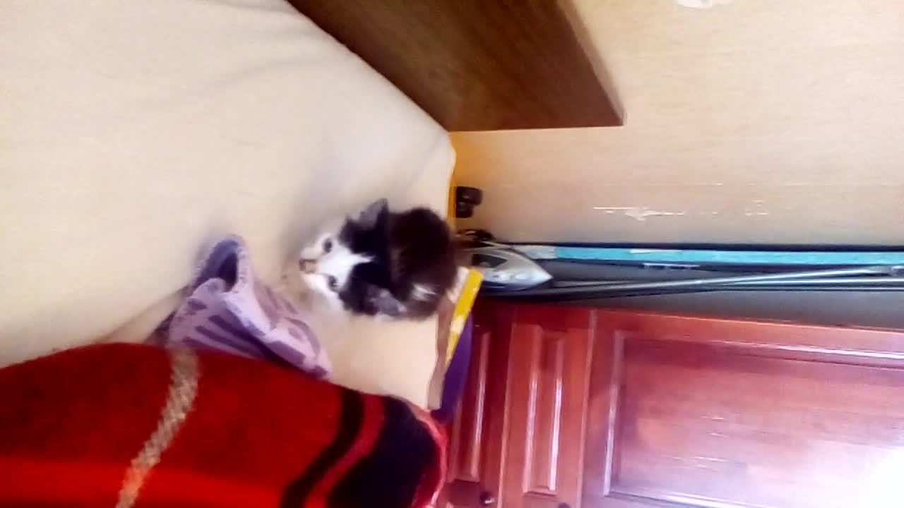 нашия Лъчи