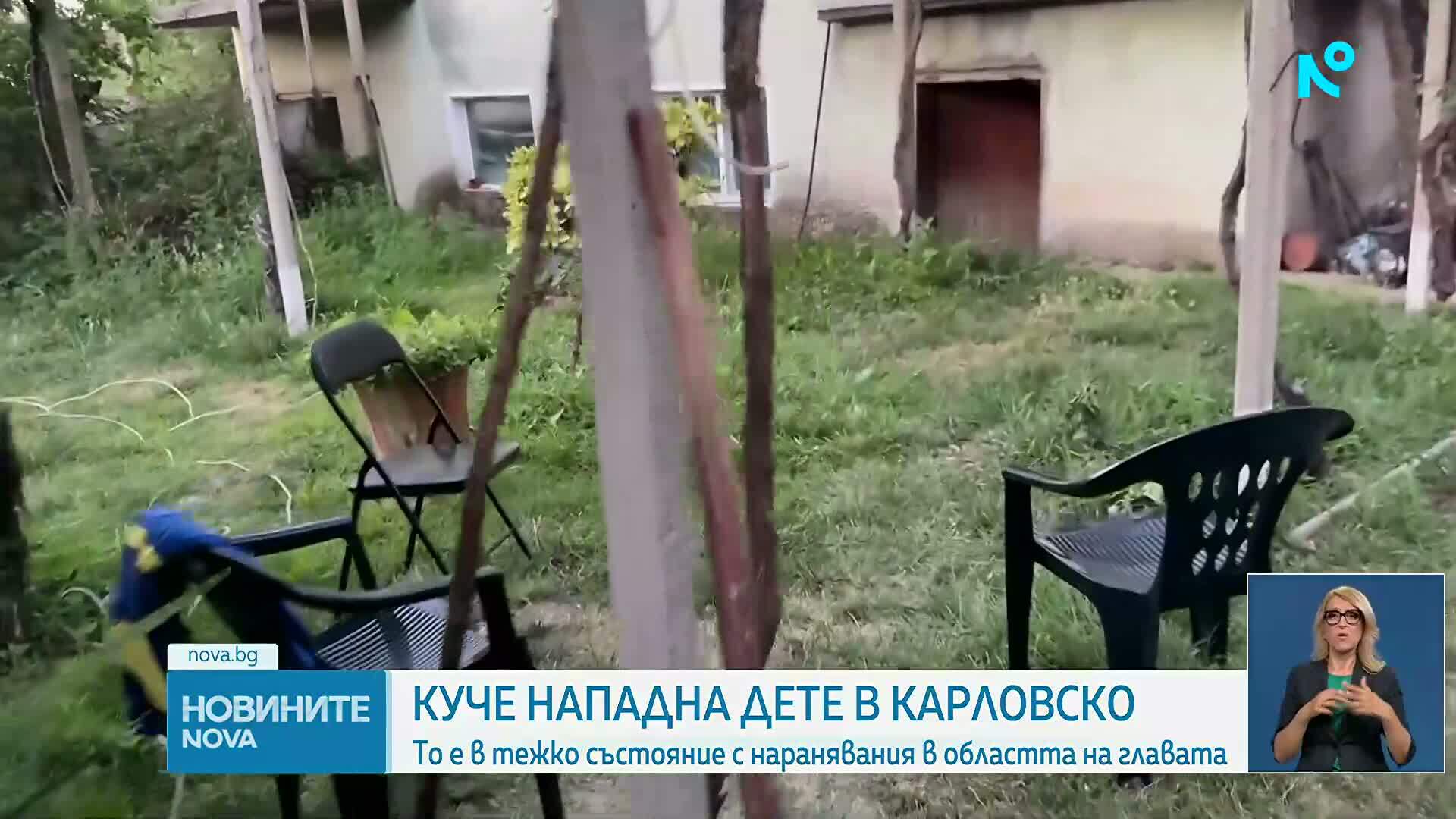 6-годишно дете е в много тежко състояние след нападение от голямо куче