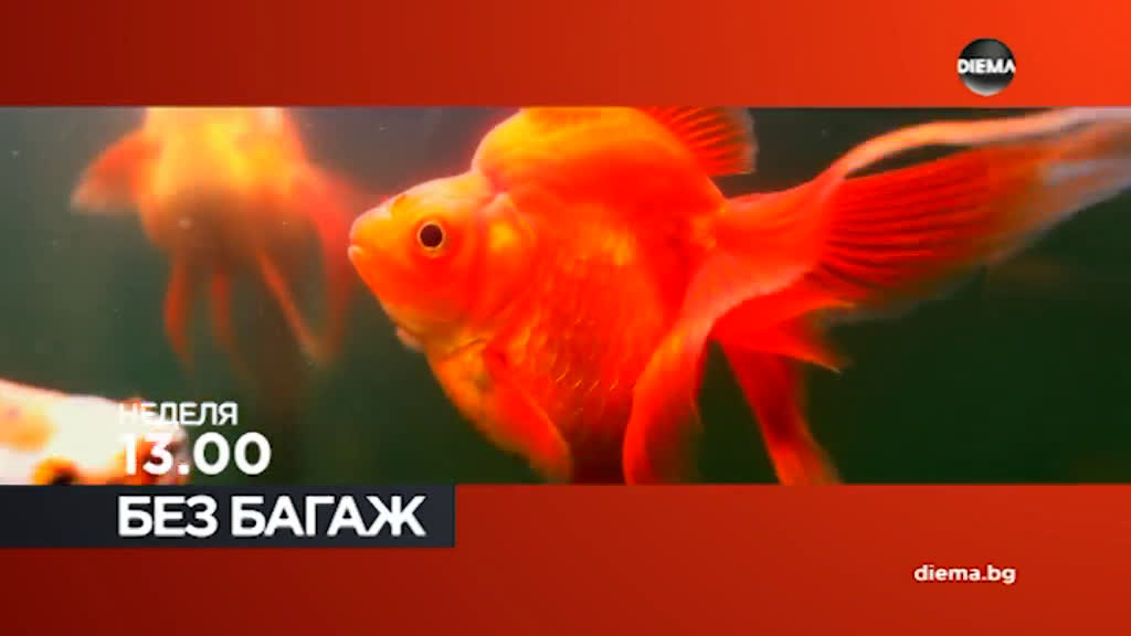 В "Без багаж" на 31 март по DIEMA очаквайте