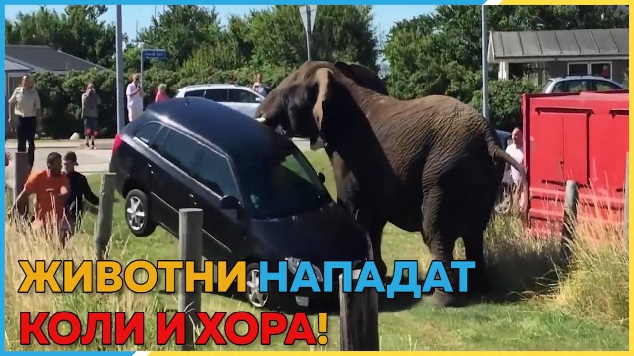 Животни VS. хора & коли! :D