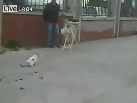 Котка се отчайва след неуспешен опит да улови плячката си!