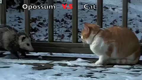 Това коте май го мисли за играяка!?!