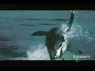 Странни същества 5