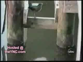 Funny Animals