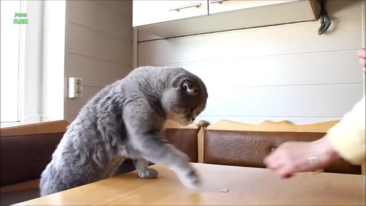 >Сладурски Котки - Компилация