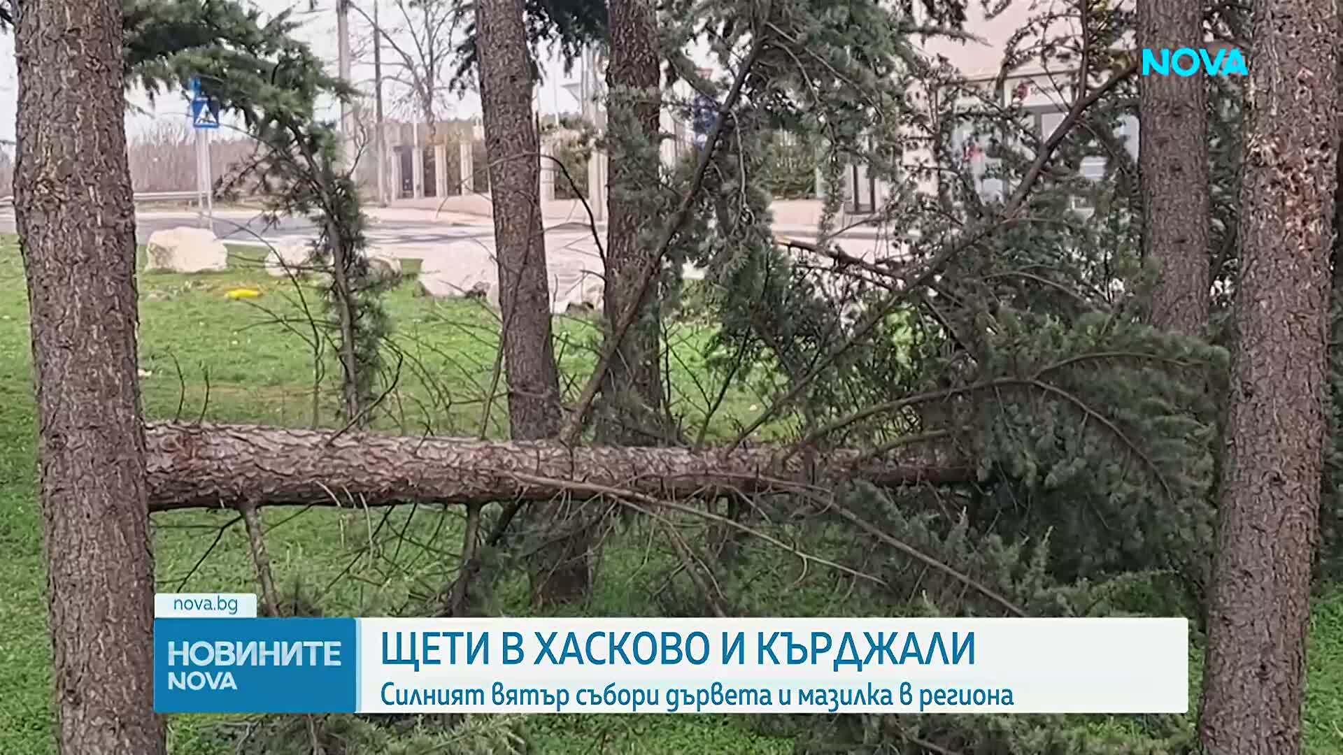 Паднали дървета и мазилки: Силният вятър нанесе щети в Хасково и Кърджали