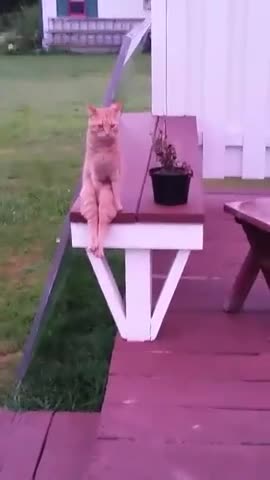 Котка заема човешка поза за седене