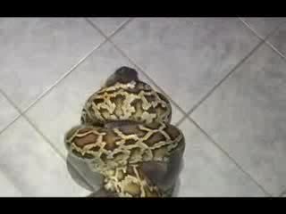 Змия Убива Заек