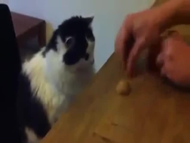 Коте играе на тука има тука няма