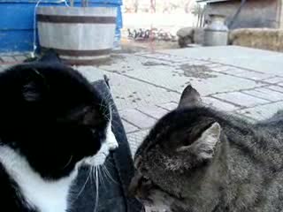 Котки Си Говорят