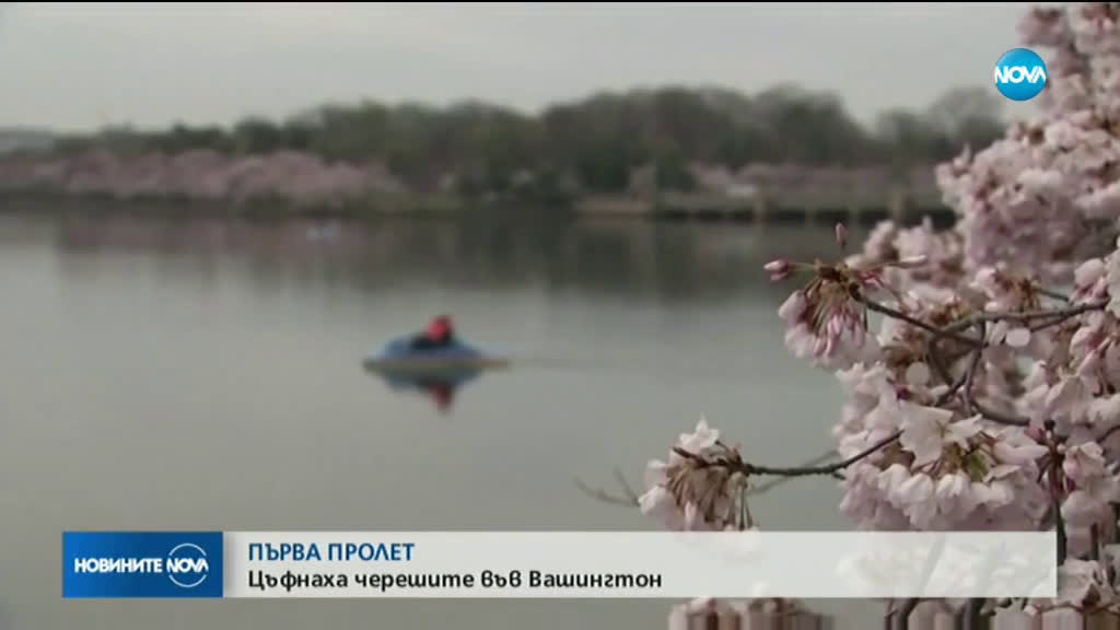 ПЪРВА ПРОЛЕТ: Цъфнаха черешите във Вашингтон