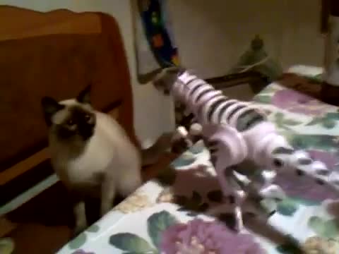 Котка атакува робот:)