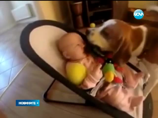 Куче се реваншира за отмъкната играчка