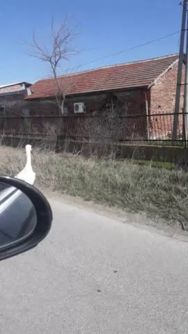 Щъркели в с. Чалъкови , област Пловдив
