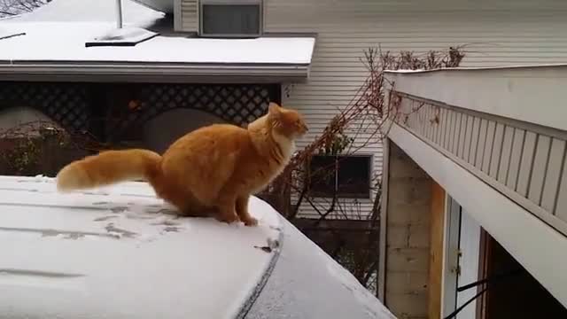 Котето е без зимни гуми.