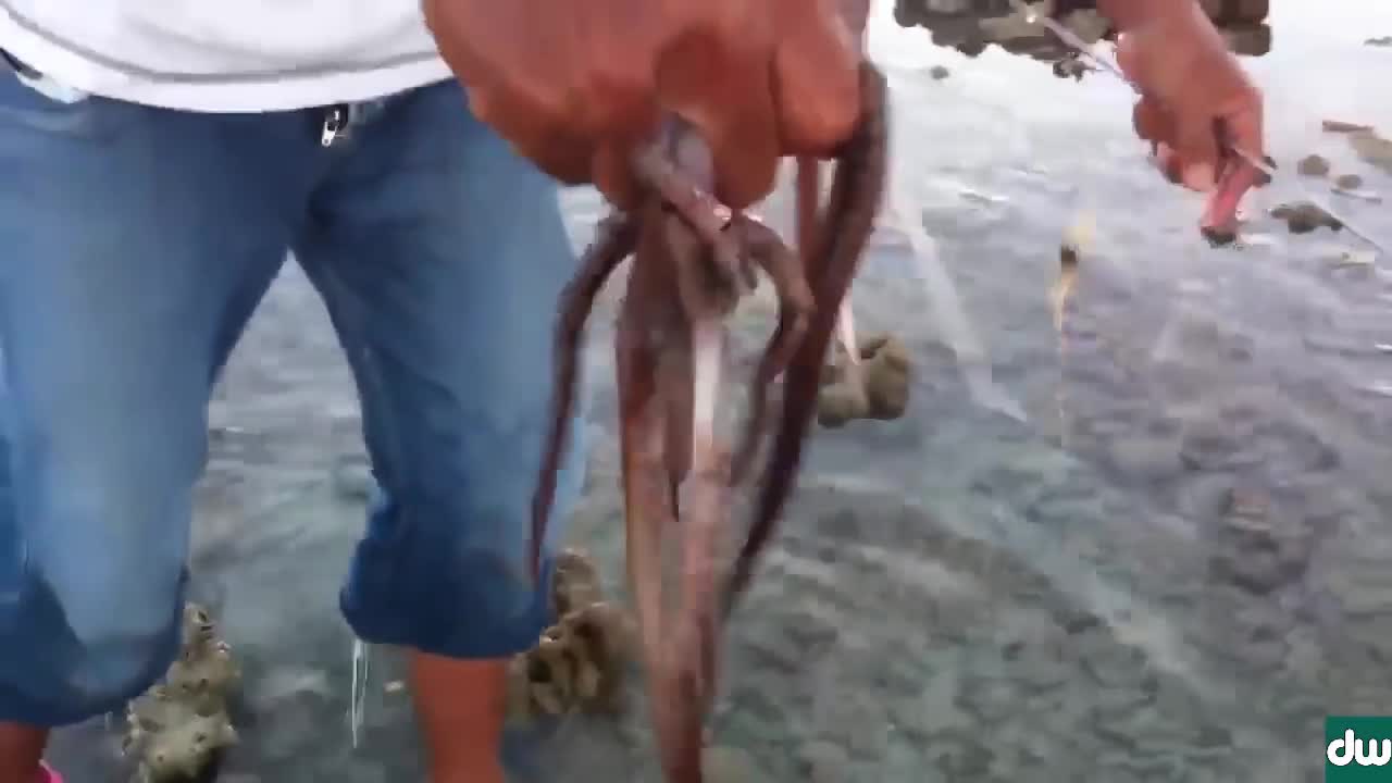 Как Да хванеш oктопод на брега