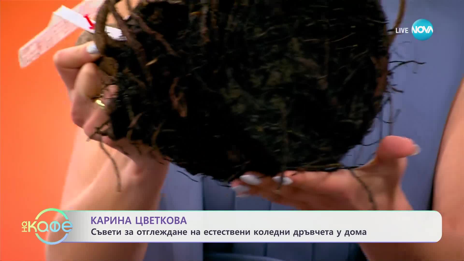 Карина Цветкова: Съвети за отглеждане на естествени коледни дръвчета у дома - „На кафе“ (03.12.2024)