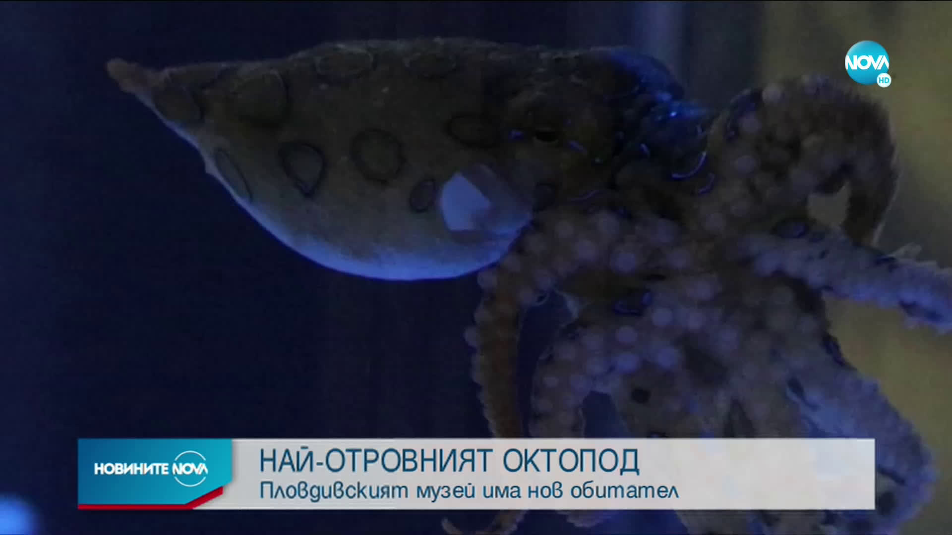 Най-отровният октопод в света вече е в Пловдив (ВИДЕО+СНИМКИ)