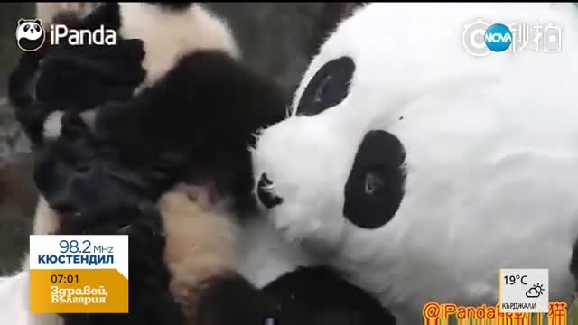 Палави панди се забавляват