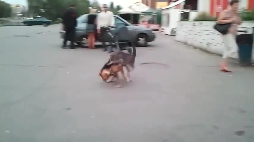 Котката разказа играта на кучето .
