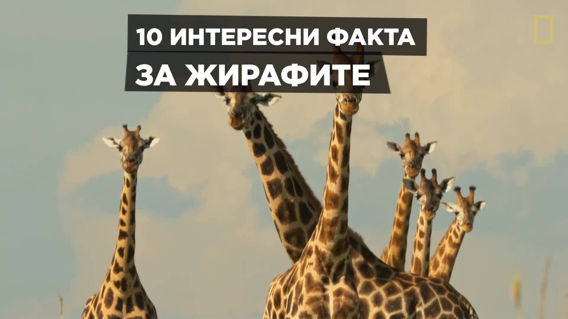 Ден на жирафите - 21ви юни