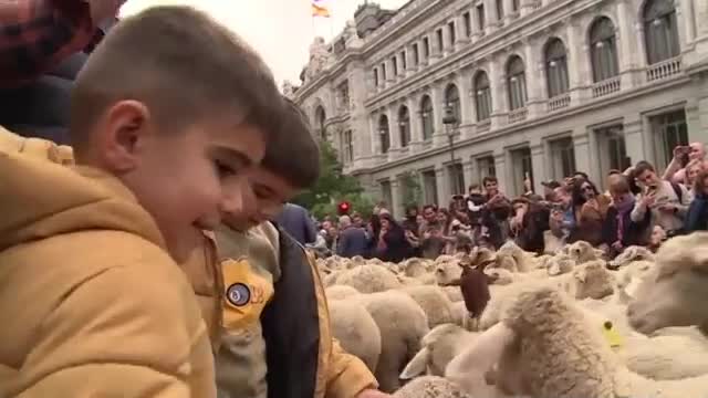 Овце блокираха Мадрид