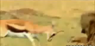Майка Защитава Малкото Си...