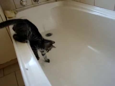 Котка изтрещява след като пада във вана 