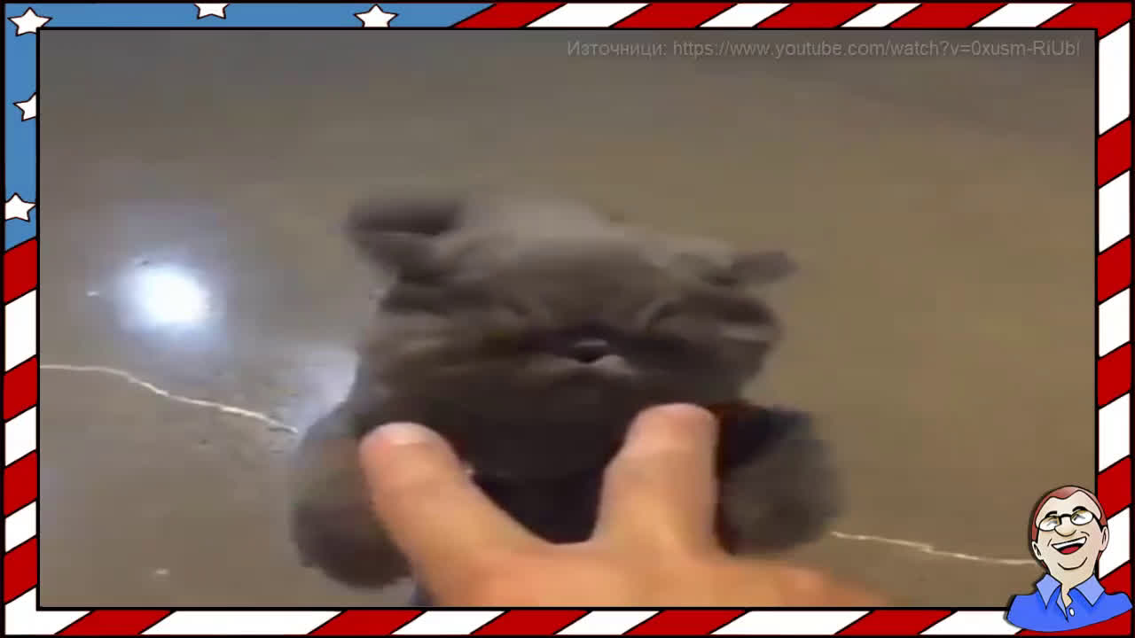 Смешна котешка атака