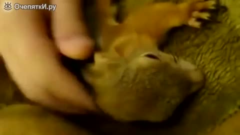 Катерица проявява мързел , не отстъпва леглото на стопанина си