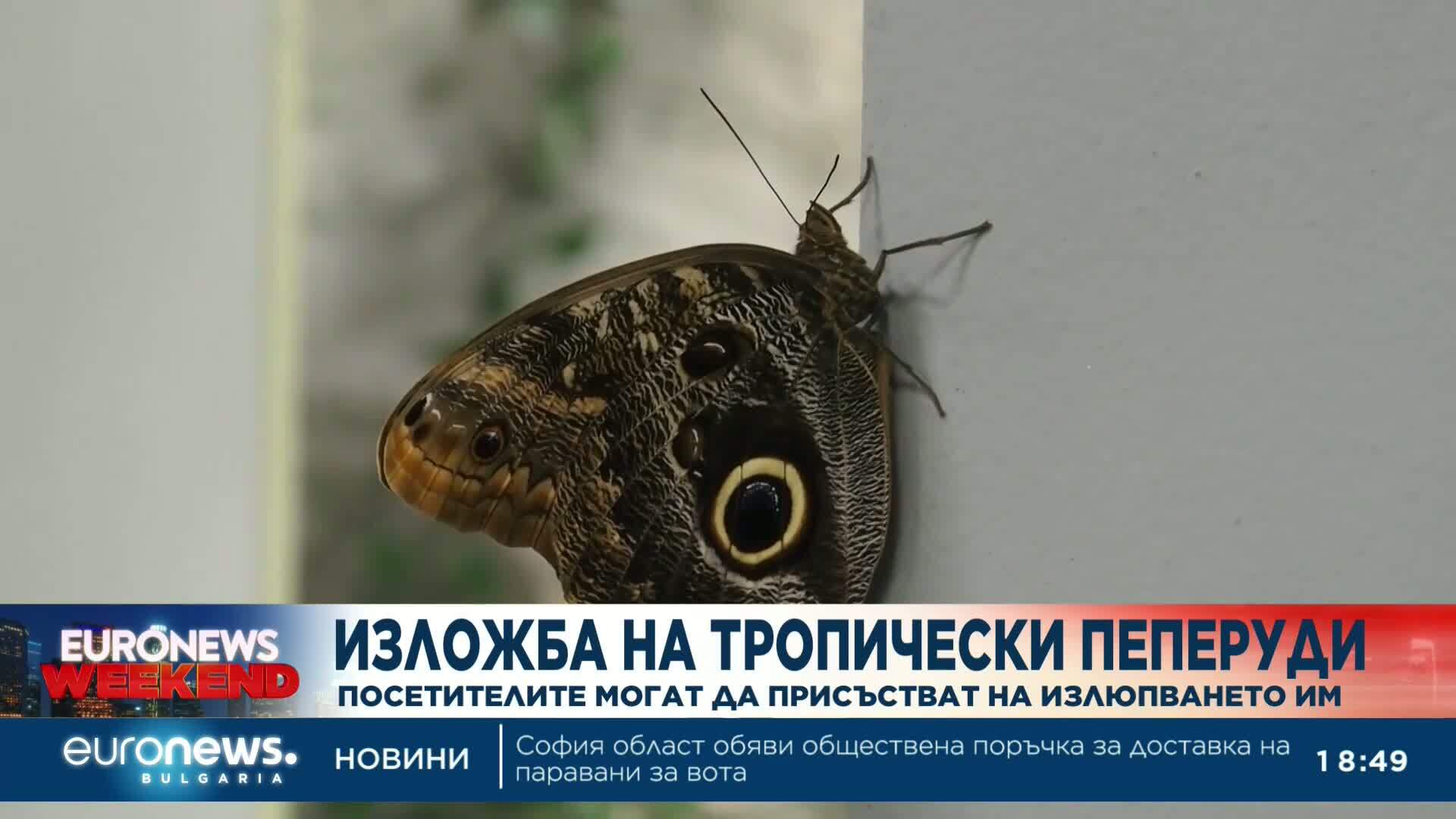 Изложба с тропически пеперуди и насекоми привлича туристи и местни във Варна