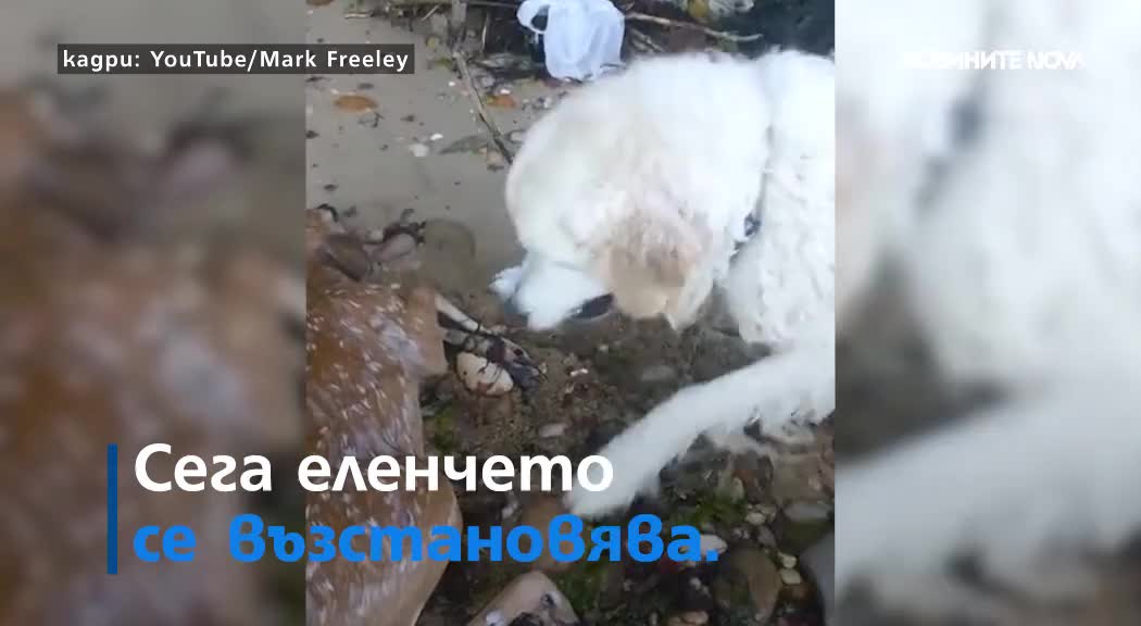 Куче спаси давещо се еленче