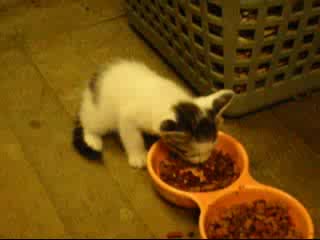 Забавни Котки