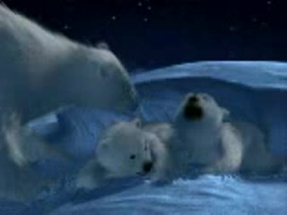 Polar Bear - Coca Cola
