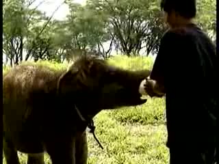 Индонезия приветства бебета слончета