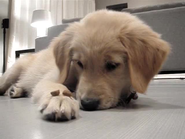 умен и сладък golden retriever :)