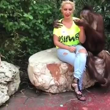 Няма такъв смях, вижте какво прави тази маймуна с мацката… глупави били, а