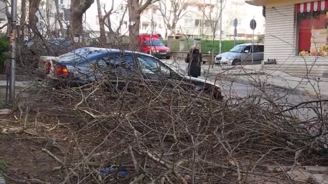 Купища изрязани клони стоят по тротоарите във Варна (ВИДЕО+СНИМКИ)